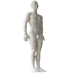 MODEL ZA AKUPUNKTURO, 50 CM MODEL ZA AKUPUNKTURO, 50 CM