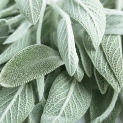 ETERIČNO OLJE ŽAJBELJ SOLIME, 10 ML