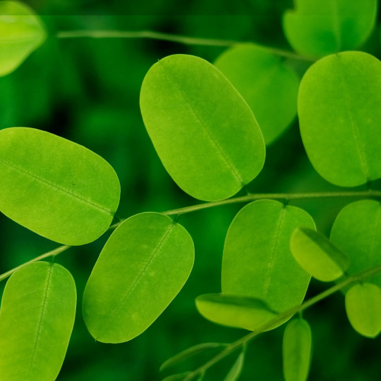 balzam-lasje-moringa-sladki-koren-naravno Balzam za lase - moringa - sladki koren - Solime