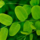 balzam-lasje-moringa-sladki-koren-naravno Balzam za lase - moringa - sladki koren - Solime