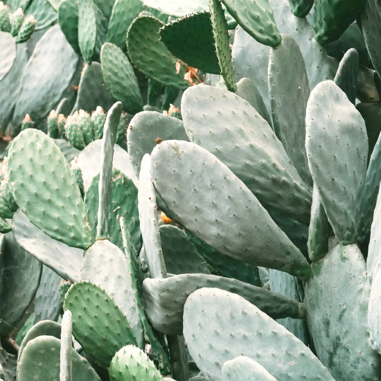 serum-las-avokado-opuncija serum - avokado - opuncija