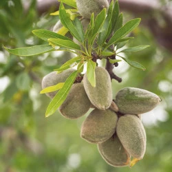 MANDLJEVO OLJE SOLIME, 200 ML