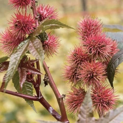 RICINUSOVO OLJE SOLIME, 100 ML RICINUSOVO OLJE SOLIME, 100 ML