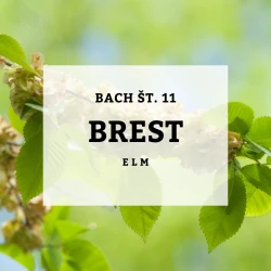 BACHOVE KAPLJICE 11, BREST - ELM, SOLIME, 10 ML BACHOVE KAPLJICE 11, BREST - ELM, SOLIME, 10 ML