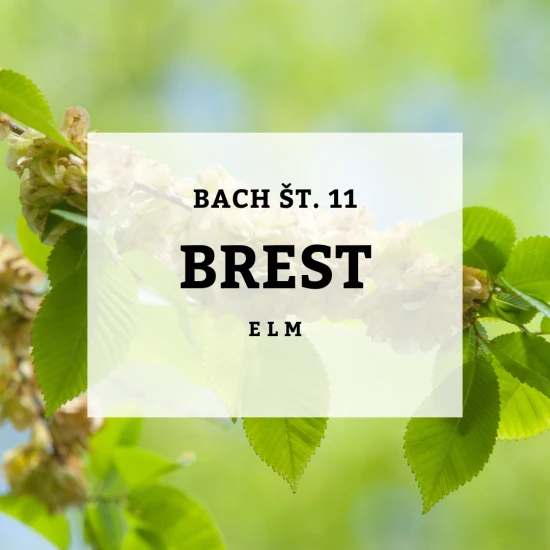 Solime, Bach 11, Elm - Brest, 10 ml