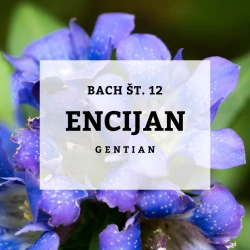 BACHOVE KAPLJICE 12, ENCIJAN - GENTIAN, SOLIME, 10 ML BACHOVE KAPLJICE 12, ENCIJAN - GENTIAN, SOLIME, 10 ML