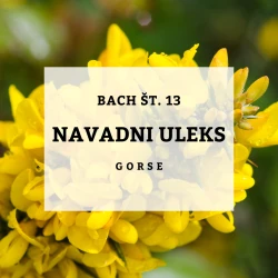 BACHOVE KAPLJICE 13, NAVADNI ULEKS - GORSE, SOLIME, 10 ML BACHOVE KAPLJICE 13, NAVADNI ULEKS - GORSE, SOLIME, 10 ML