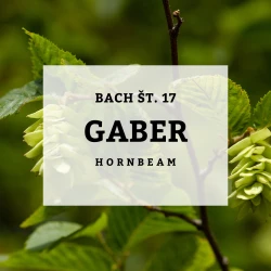 BACHOVE KAPLJICE 17, GABER - HORNBEAM, SOLIME, 10 ML BACHOVE KAPLJICE 17, GABER - HORNBEAM, SOLIME, 10 ML