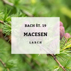BACHOVE KAPLJICE 19, MECESEN - LARCH, SOLIME, 10 ML