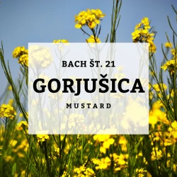 BACHOVE KAPLJICE 21, GORJUŠICA - MUSTARD, SOLIME, 10 ML BACHOVE KAPLJICE 21, GORJUŠICA - MUSTARD, SOLIME, 10 ML