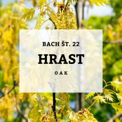 BACHOVE KAPLJICE 22, HRAST - OAK, SOLIME, 10 ML