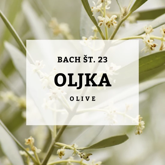 Solime, Bach 23, Olive - oljka, 10 ml