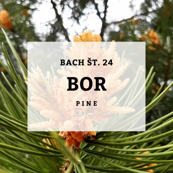 Solime, Bach 24, Pine - Bor, 10 ml