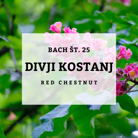 Solime, Bach 25, Red chestnut - Divji kostanj rdeči cvet, 10ml