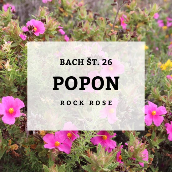 Solime, Bach 26, Rock Rose - Popon, 10 ml
