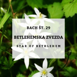 BACHOVE KAPLJICE 29, BETLEHEMSKA ZVEZDA - STAR OF BETLEHEM, SOLIME, 10 ML