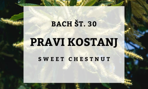 Obup in vdanost v usodo - Bachovi izvlečki