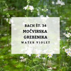 BACHOVE KAPLJICE 34, MOČVIRSKA GREBENIKA - WATER VIOLET, SOLIME, 10 ML BACHOVE KAPLJICE 34, MOČVIRSKA GREBENIKA - WATER VIOLET, SOLIME, 10 ML