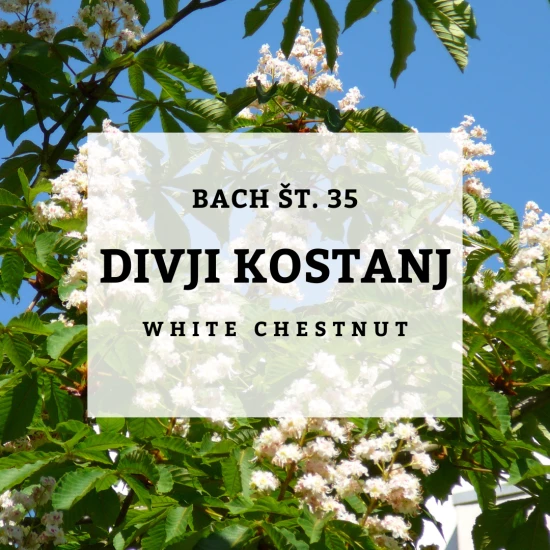 Solime, Bach 35, white chestnut - Divji kostanj, 10 ml