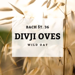 BACHOVE KAPLJICE 36, DIVJI OVES - WILD OAT, SOLIME, 10 ML BACHOVE KAPLJICE 36, DIVJI OVES - WILD OAT, SOLIME, 10 ML
