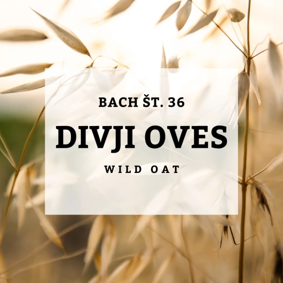 Solime, Bach 36, Wild Oat - Divji oves, 10ml