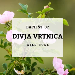 BACHOVE KAPLJICE 37, DIVJA VRTNICA - WILD ROSE, SOLIME, 10 ML BACHOVE KAPLJICE 37, DIVJA VRTNICA - WILD ROSE, SOLIME, 10 ML