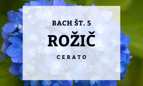 Dvom - Bachovi izvlečki