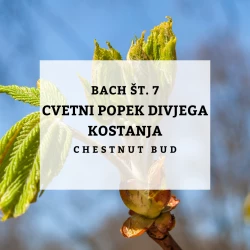 BACHOVE KAPLJICE 7, CVETNI POPEK DIVJEGA KOSTANJA - CHESTNUT BUD, SOLIME, 10 ML BACHOVE KAPLJICE 7, CVETNI POPEK DIVJEGA KOSTANJA - CHESTNUT BUD, SOLIME, 10 ML