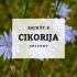 BACHOVE KAPLJICE 8, CIKORIJA - CHICORY, SOLIME, 10 ML