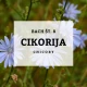 Solime, Chicory - Cikorija, Bach 8, 10 ml