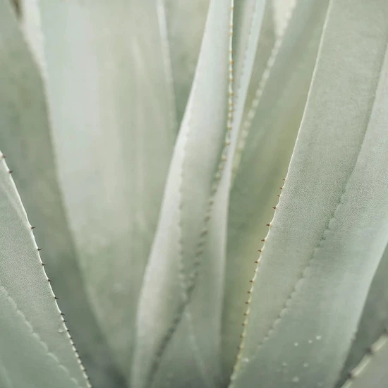 aloe-vera-pulpa-solime
