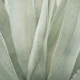 aloe-vera-pulpa-solime