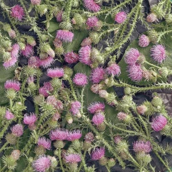 IZVLEČEK PEGASTI BADELJ SOLIME, 50 ML