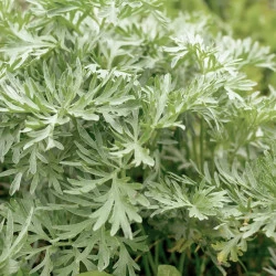 IZVLEČEK PRAVI PELIN SOLIME, 50 ML