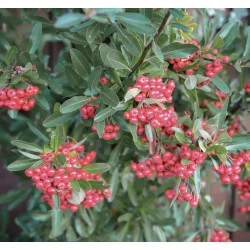 IZVLEČEK VEDNOZELENI GORNIK SOLIME, 50 ML