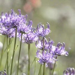 IZVLEČEK VRAŽJI KREMPELJ SOLIME, 50 ML