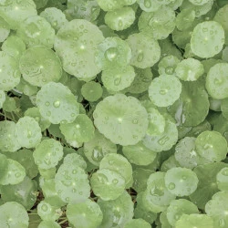 KONCENTRAT PROTI CELULITU DRENANTI SOLIME, 500 ML