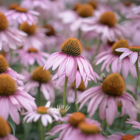 Echinace immuno - ameriški slamnik - Solime echinacea - ameriški slamnik prehransko dopolnilo