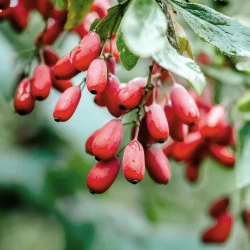 HDL PLUS SOLIME, 30 KAPSUL HDL PLUS SOLIME, 30 KAPSUL