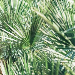 LYCO P SOLIME, 60 KAPSUL 