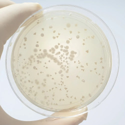 PROBIO 4 MLD SOLIME, 60 KAPSUL PROBIO 4 MLD SOLIME, 60 KAPSUL