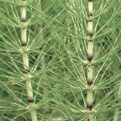 REMINERAL SOLIME, 60 KAPSUL REMINERAL SOLIME, 60 KAPSUL