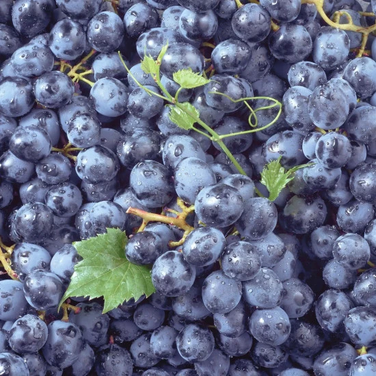 Naravni-resveratrol-Solime Resveratrol v kapsulah