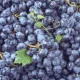 Naravni-resveratrol-Solime Resveratrol v kapsulah