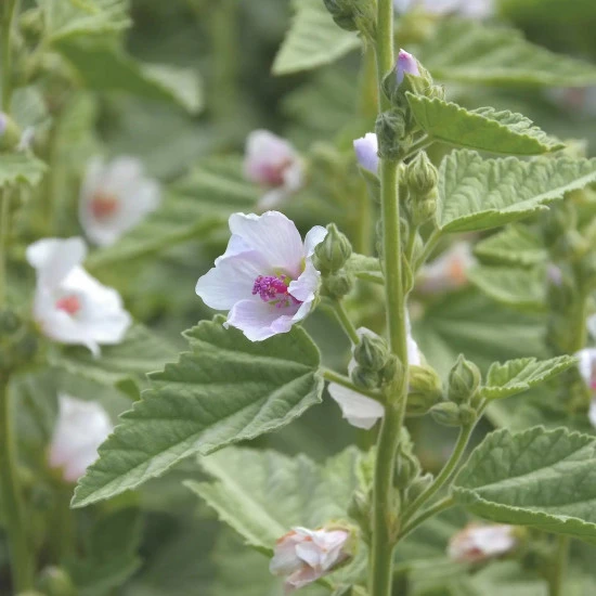 Plantatuss 20 vrečk, Solime
