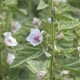 Plantatuss 20 vrečk, Solime