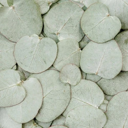 PLANTATUSS BONBONI SOLIME PLANTATUSS BONBONI SOLIME