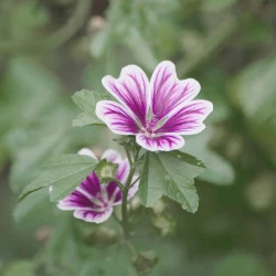 PLANTATUSS JUNIOR SOLIME, 120 ML