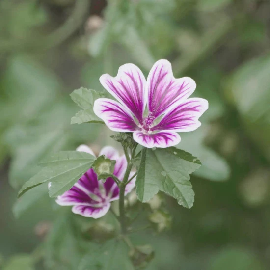 Plantatuss junior, Solime Plantatuss junior, Solime