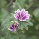 Plantatuss junior, Solime Plantatuss junior, Solime